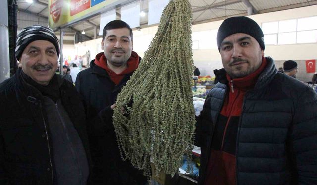 Amasya’da çiçek bamyanın fiyatı gram altını geçti, kilosu 3 bin 500 TL’den satılıyor