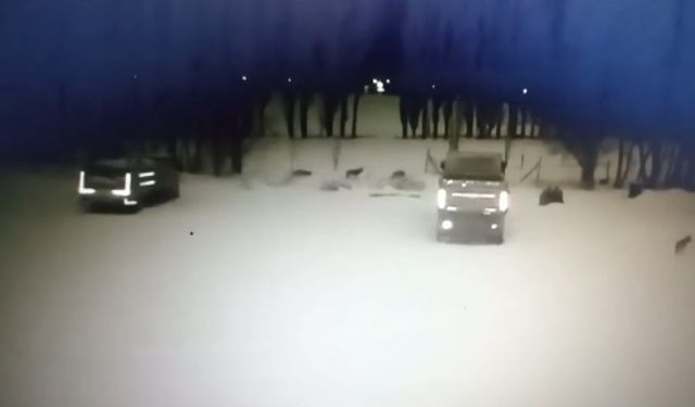Bayburt’ta kurt sürüsü köpeği telef etti