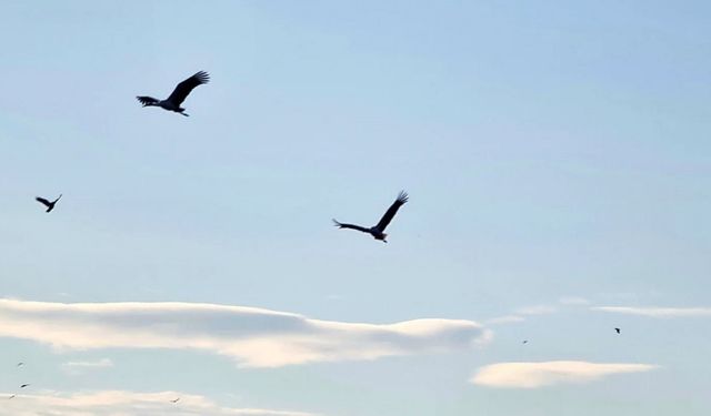 Beyşehir’e baharı müjdeleyerek gelmeye başladılar