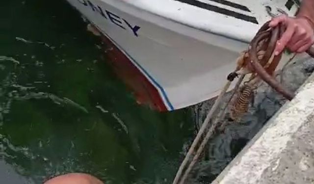 Çanakkale’de denize düşen kediyi, balıkçı kurtardı