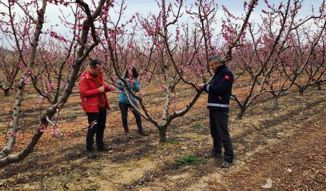 Çanakkale’de zirai don hasar tespit çalışmaları başladı