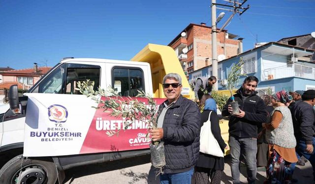 Denizli Büyükşehirden zeytin fidanı seferberliği