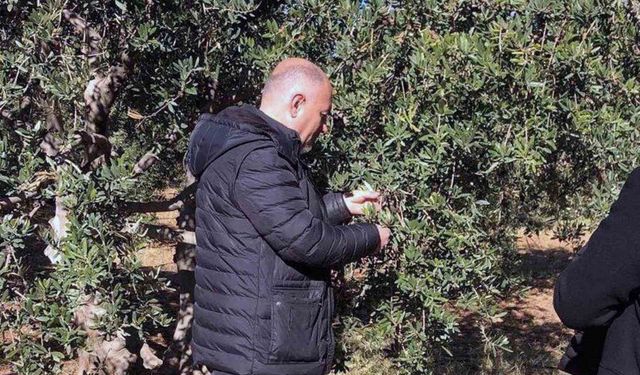 Derik’te zeytin dalı kanseri ile mücadele için eğitim ve ilaç desteği başlatıldı