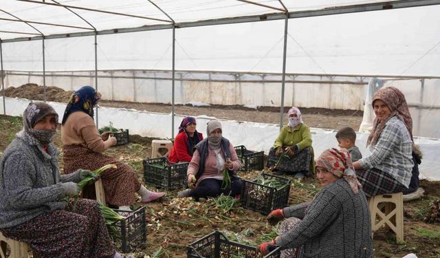 Doğu illeri karla mücadele ederken Iğdır’da seralarda üretim yapılıyor