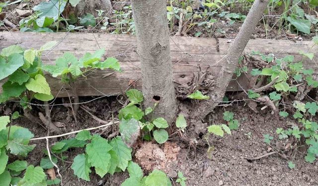 Fındığın kanseri ’Drakula’ son evrelerini yaşıyor