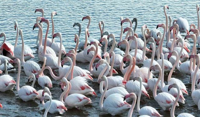 Flamingolar dronla görüntülendi