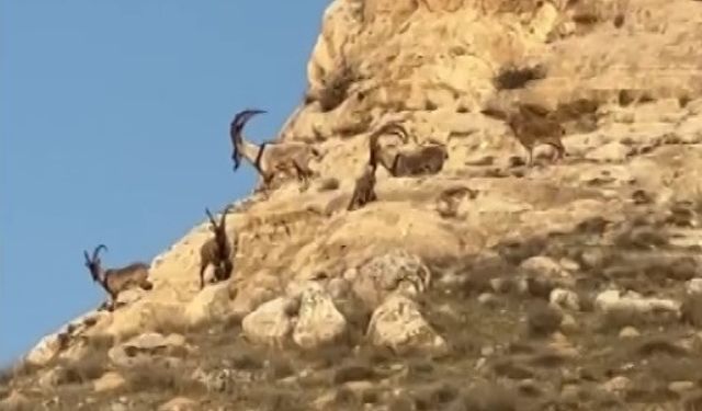 Hasankeyf’te dağ keçileri görüntülendi