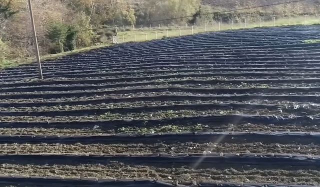 İngiltere’den döndü, devlet desteğiyle lavanta bahçesi kurdu
