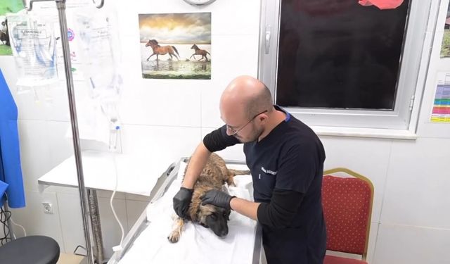 Isparta Belediyesi Hayvan Bakım Merkezi 2 bin 500 köpek ve 350 kediye ev sahipliği yapıyor