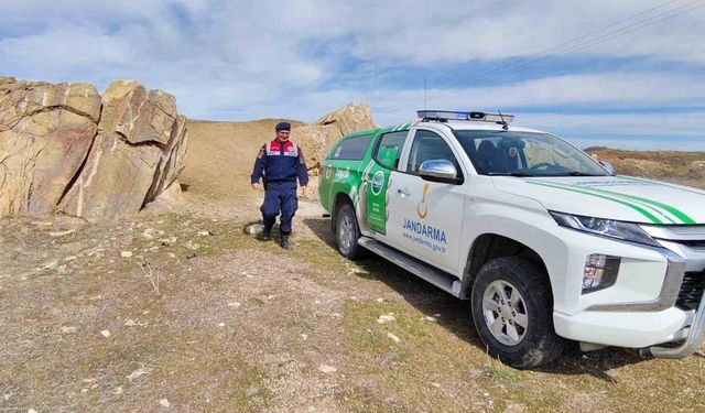 Jandarma yaban hayatı kontrolü yaptı