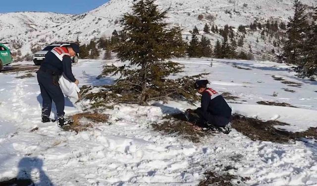 Jandarmanın yem bıraktığı alanlarda hayvanlar fotokapanlarla görüntülendi