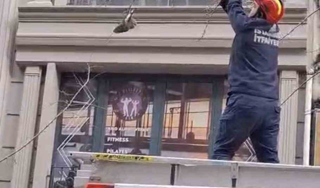 Kağıthane’de ağaçta mahsur kalan kuşu itfaiye kurtardı