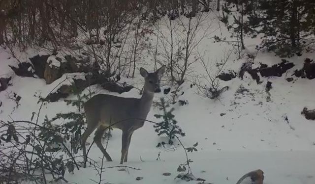 Karacadan fotokapana güzel pozlar