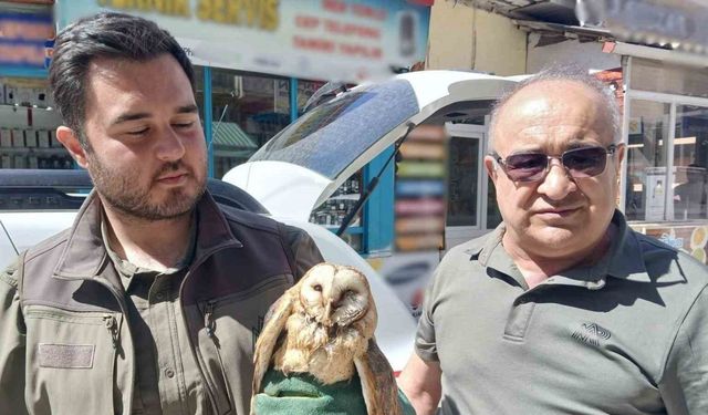 Kargaların saldırdığı yaralı peçeli baykuş koruma altında