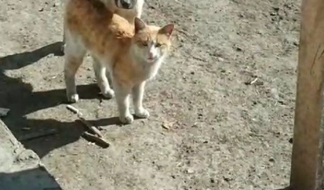 Kars’ta sıcak dostluk: Kedi ile köpeğin samimi anları kamerada