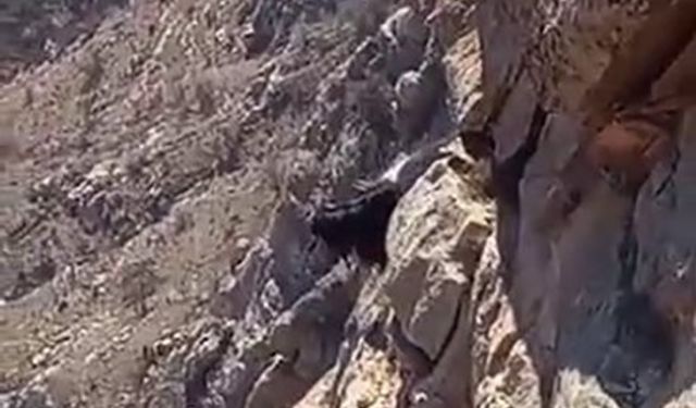 Kayalıkta mahsur kalan keçiler 3 gündür kurtarılmayı bekliyor