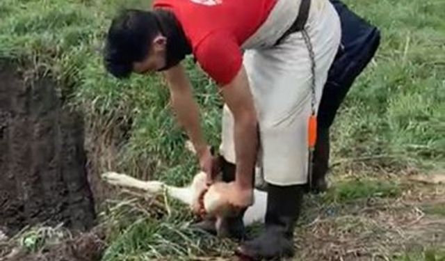 Lüleburgaz’da kaçak yolla getirilen 12 buzağı itlaf edildi