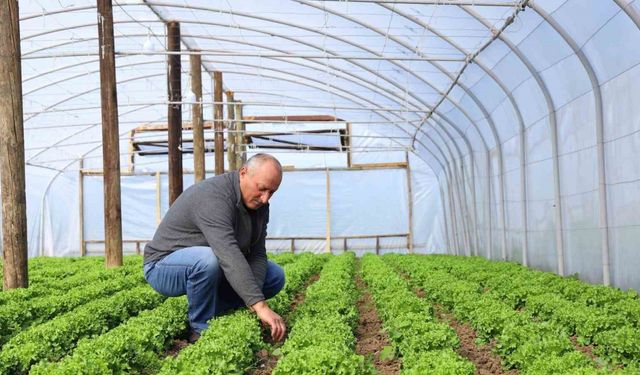 Ordu’da Büyükşehir yetiştiriyor, üreticiler kazanıyor