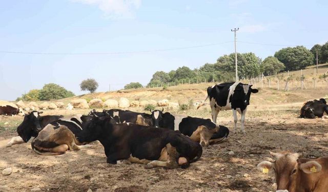 Şap hastalığı yayılmasın diye önlem alındı: 22 köyde tedbiren hayvan giriş ve çıkışı kısıtlandı
