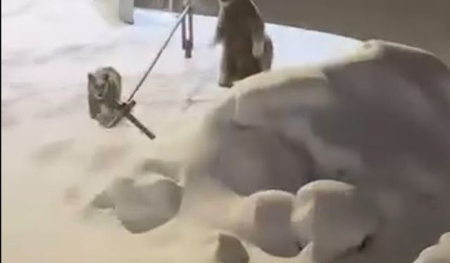 Sarıkamış’ta anne ve yavru ayılar görüntülendi