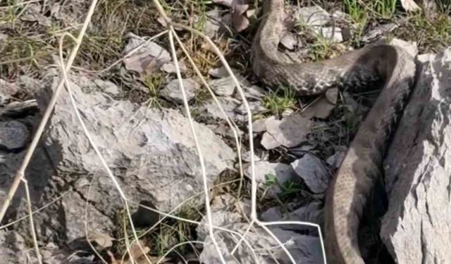 Şemdinli’de engerek yılanı görüntülendi