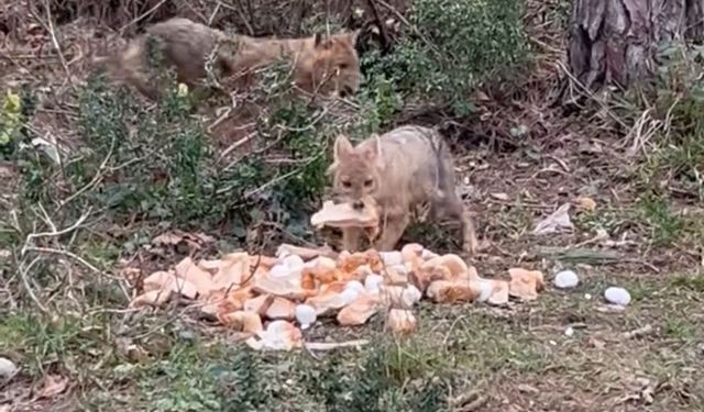 Sinop’ta aç kalan çakallar bayat ekmekle doydu