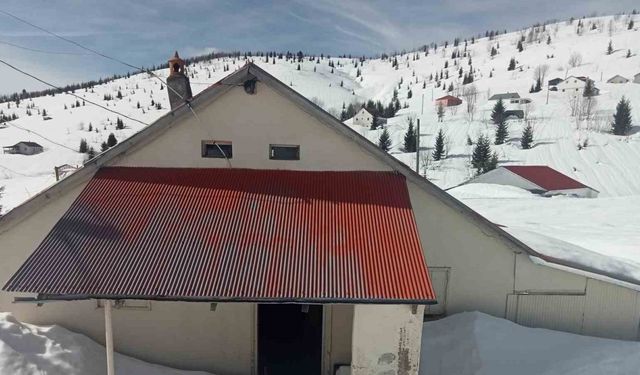 Sis Dağı Yaylası’nda çığ faciası sonrası bu kez de ayı faciası yaşanıyor