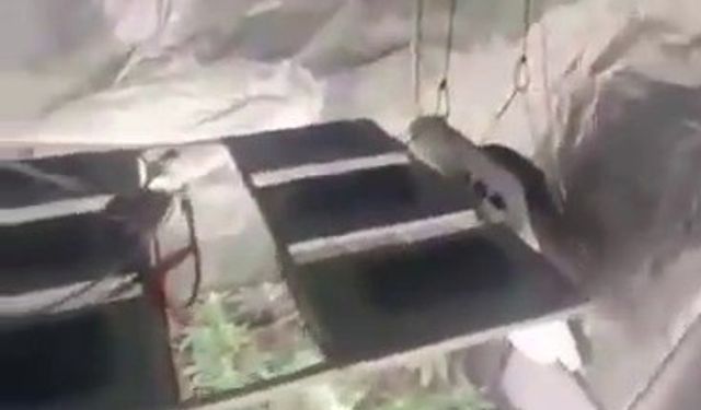 Sultanbeyli’de uyuşturucu operasyonu: Evi seraya dönüştürmüşler