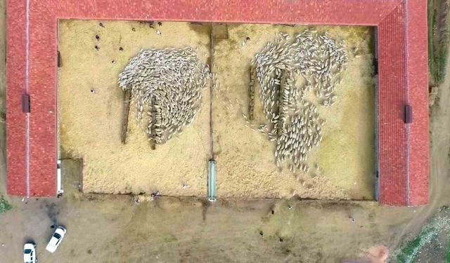 Yüzlerce kuzu anneleriyle beslenme saatinde buluştu, o anlar dron kamerasında