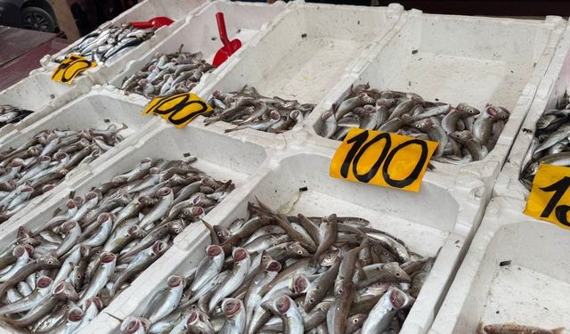 Zonguldak’ta mezgitin kilosu 100 liraya geriledi