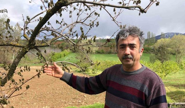 65 dekarlık bahçesindeki ağaçları zarar gören Amasyalı çiftçi: "Ürünlerimiz dondu, hayallerimiz kayboldu"