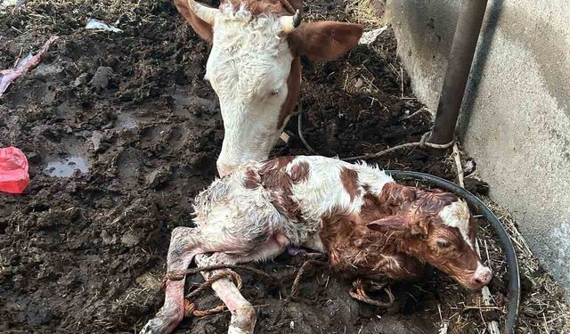 Adıyaman’da milyonda bir görülen ikiz buzağı doğumu gerçekleşti
