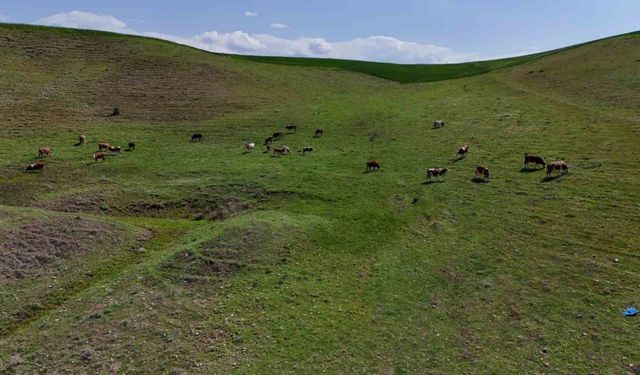 Ahırın yıkılması sonucu korku yaşayıp kaçan buzağı 8 aydır eve dönmüyor