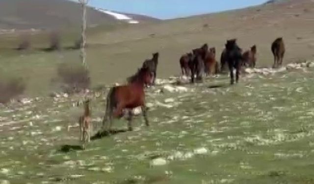 Akdağ’da yılkı atları araçların önüne çıktı, sürüdeki taylar da görüntülendi