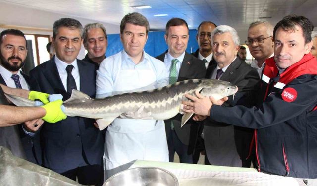 Amasya’da bu yıl 300 bin Mersin balığı üretimi planlanıyor: ‘Siyah inci’nin kilosu 2 bin dolar