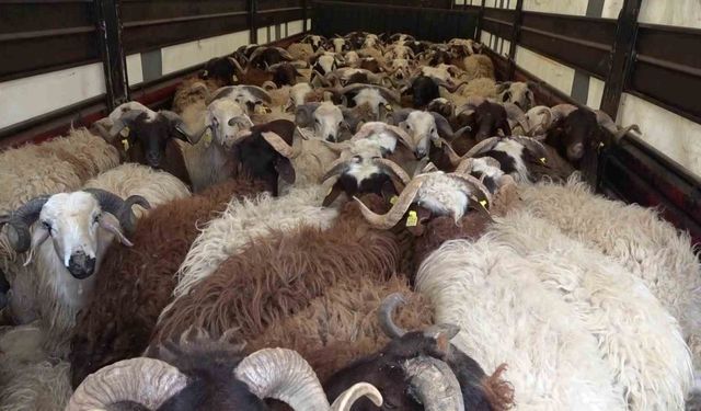 Amasya’da koyun taşıyan 2 tırdan 5 kaçak göçmen çıktı