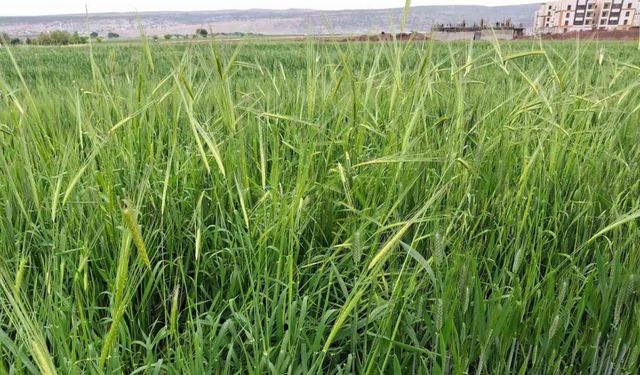 Araban’da etkili olan yağmur çiftçinin yüzünü güldürdü