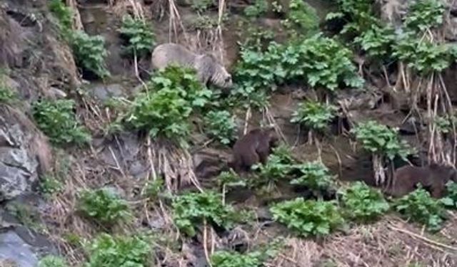 Ardahan’da Kura Nehri’ne inen boz ayı yavrularıyla görüntülendi