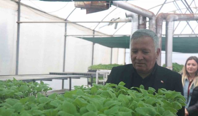 Ata mirası tohumlar milyonlarca fideye dönüştü