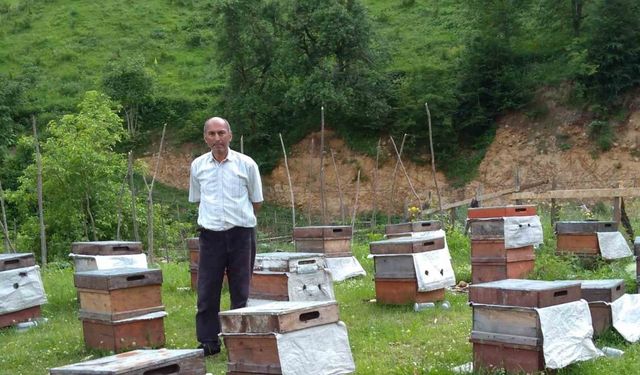 Ayılar arıcılara zor günler yaşatıyor
