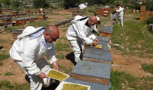 Bahar meyvesini verdi: Şifa deposu polende hasat başladı