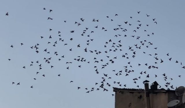 Baharın müjdecisi sığırcık kuşları Yüksekova semalarında