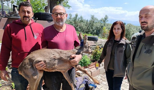 Bahçesinde bulduğu yaralı yavru karacayı ekiplere teslim etti