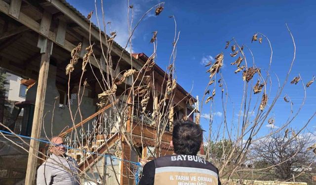 Bayburt’ta meyve ağaçlarında hastalık kontrolleri yapıldı