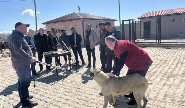 Bayburt’ta sokak hayvanlarını yakalama personeline eğitim