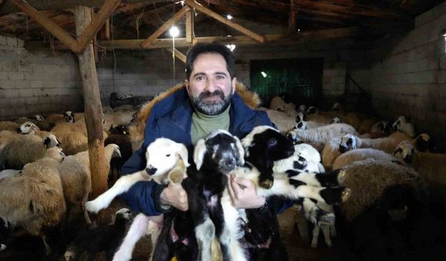 Besiciler oğlak ve kuzuları büyütme telaşında