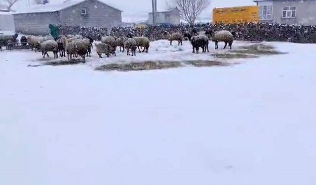 Besicilerin kar esareti sürüyor
