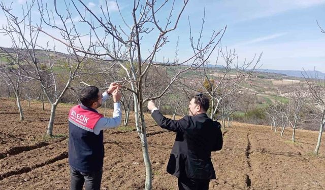 Bilecik’te don afeti sonrası hasar tespit çalışmaları devam ediyor