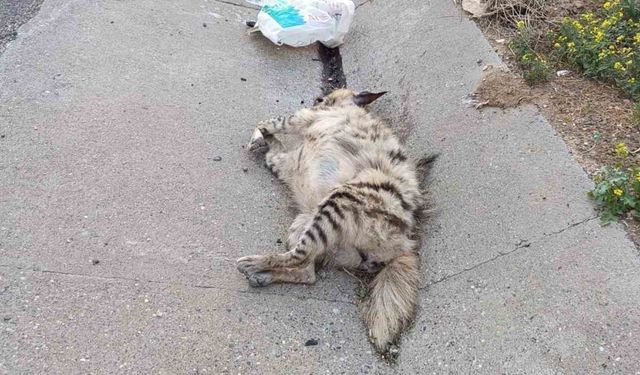 Birecik’te nesli tükenme tehlikesindeki çizgili sırtlan telef oldu