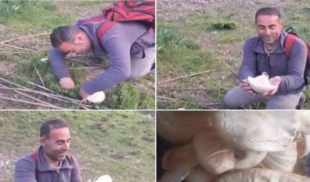 Bitlis’te dağ mantarı çıkmaya başladı